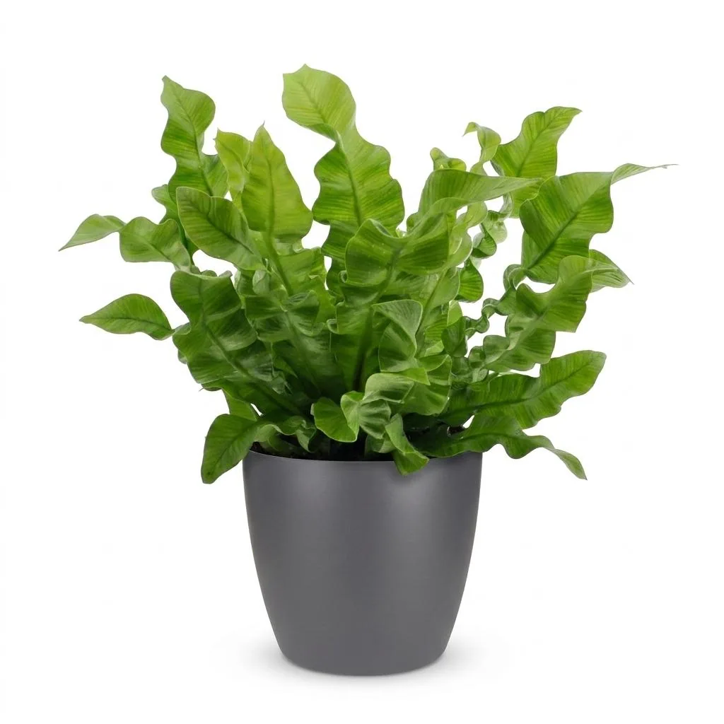Streifenfarn 'Crispy Wave' (Asplenium) – pflegeleichte Zimmerpflanze, im grauen Übertopf, Topf-Ø 12 cm, Höhe ca. 30 cm