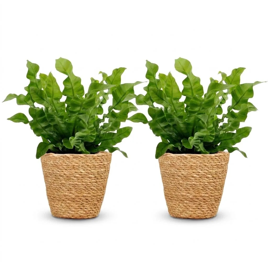 Streifenfarn 'Crispy Wave' 2er-Set (Asplenium) – pflegeleichte Zimmerpflanze, im Dekokorb, Topf-Ø 12 cm, Höhe ca. 30 cm