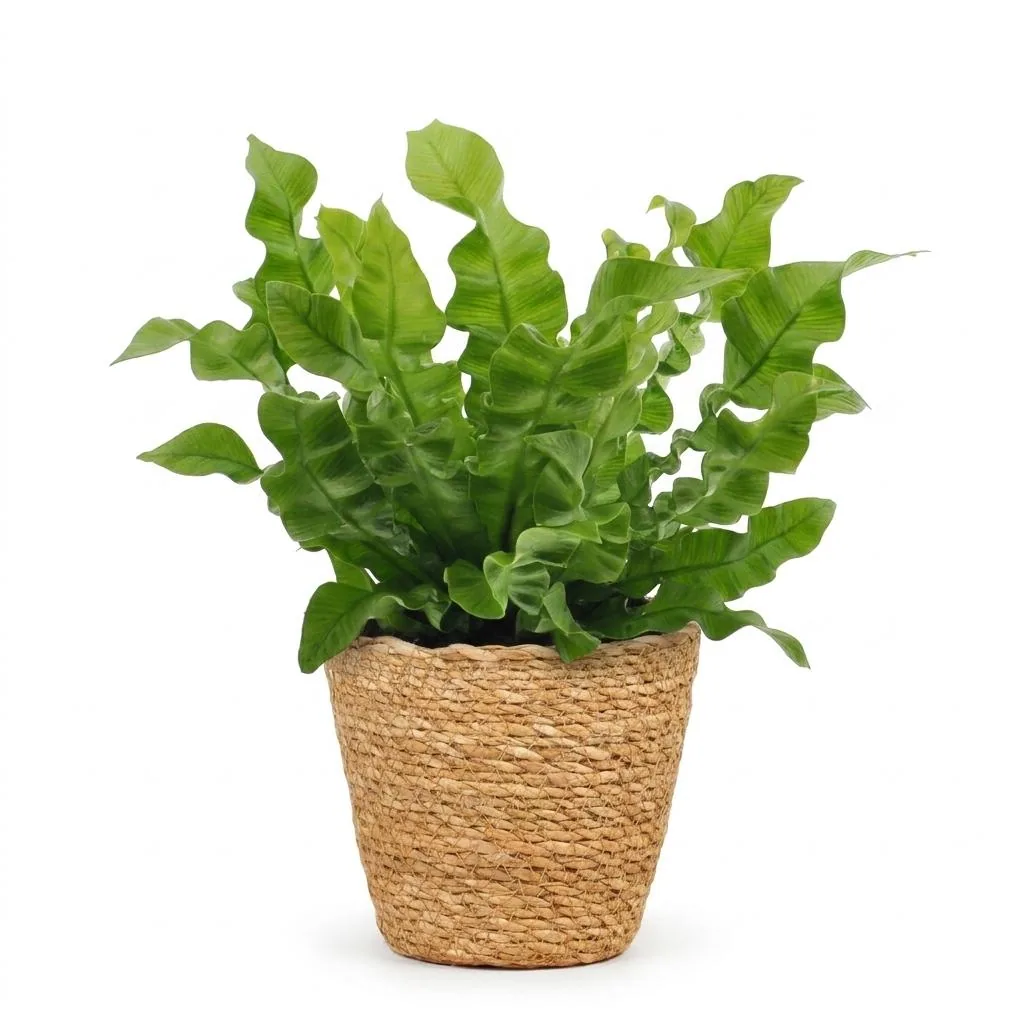Streifenfarn 'Crispy Wave' (Asplenium) – pflegeleichte Zimmerpflanze, Topf-Ø 12 cm, Höhe ca. 30 cm
