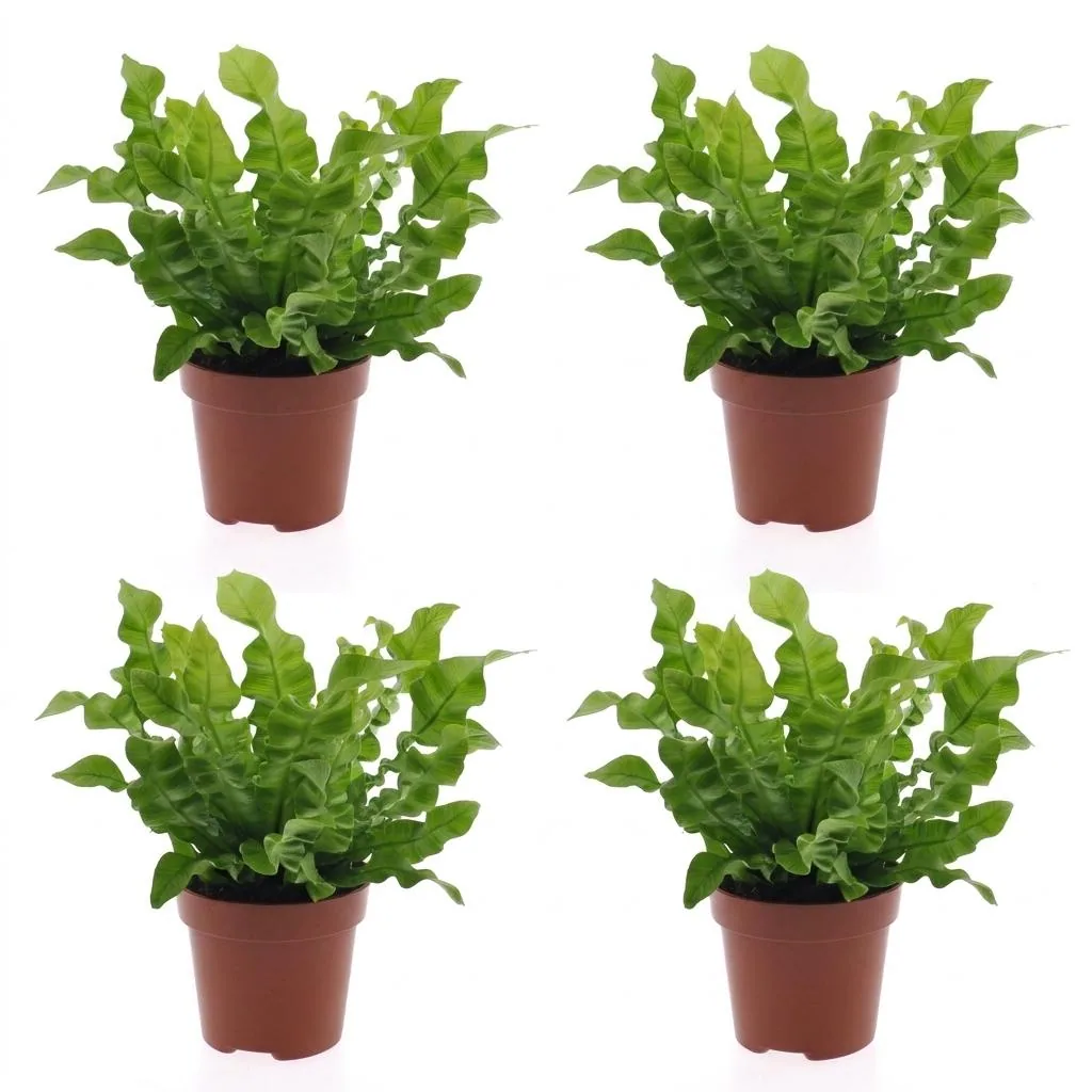 Streifenfarn 'Crispy Wave' 4er-Set (Asplenium) – pflegeleichte Zimmerpflanze, Topf-Ø 12 cm, Höhe ca. 30 cm