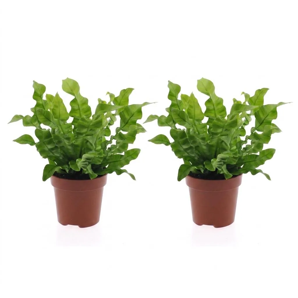 Streifenfarn 'Crispy Wave' 2er-Set (Asplenium) – pflegeleichte Zimmerpflanze, Topf-Ø 12 cm, Höhe ca. 30 cm