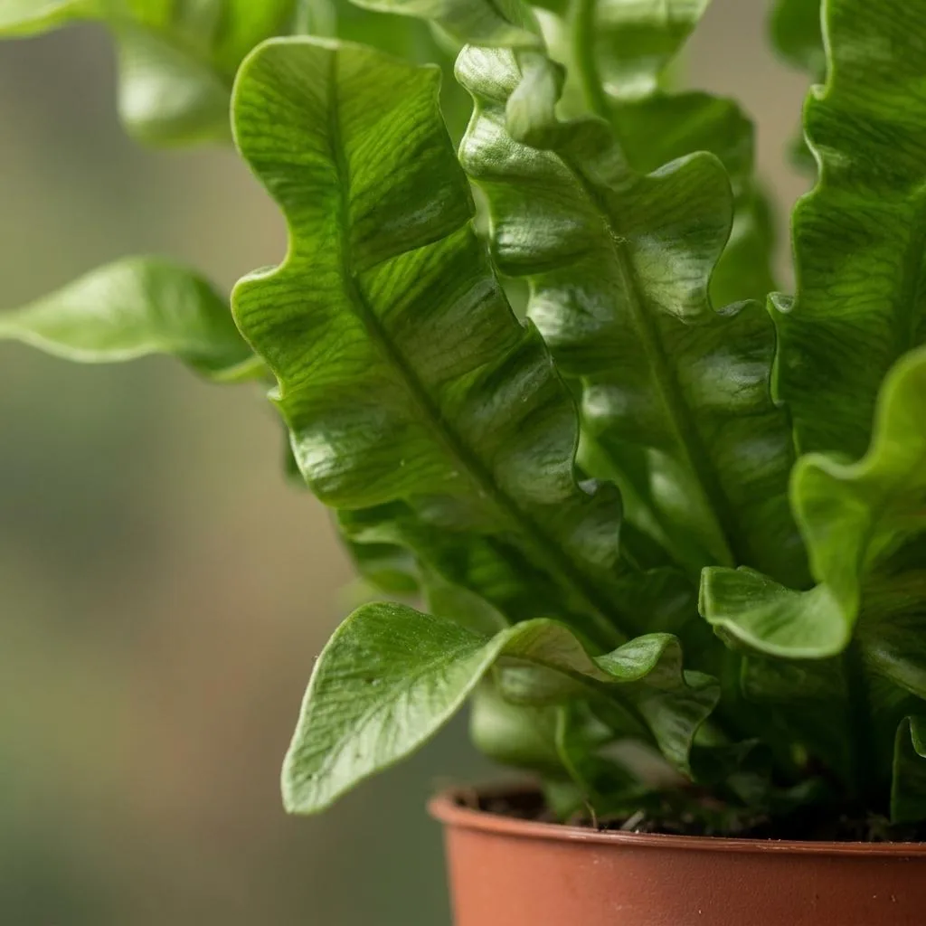 Streifenfarn 'Crispy Wave' 2er-Set (Asplenium) – pflegeleichte Zimmerpflanze, Topf-Ø 12 cm, Höhe ca. 30 cm