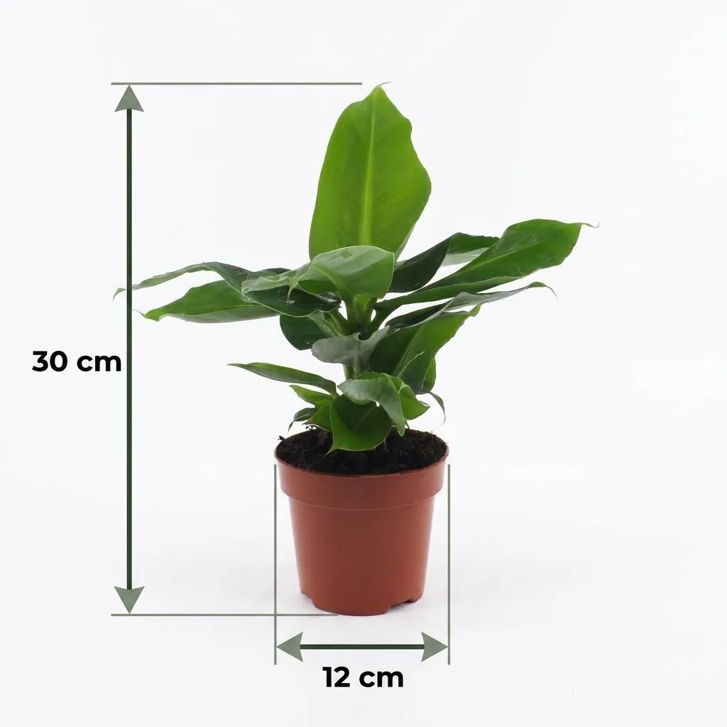 Bananenpflanze 'Oriental Dwarf' 2er-Set (Musa) – pflegeleichte Zimmerpflanze, im grauen Übertopf, Topf-Ø 12 cm, Höhe ca. 30 cm