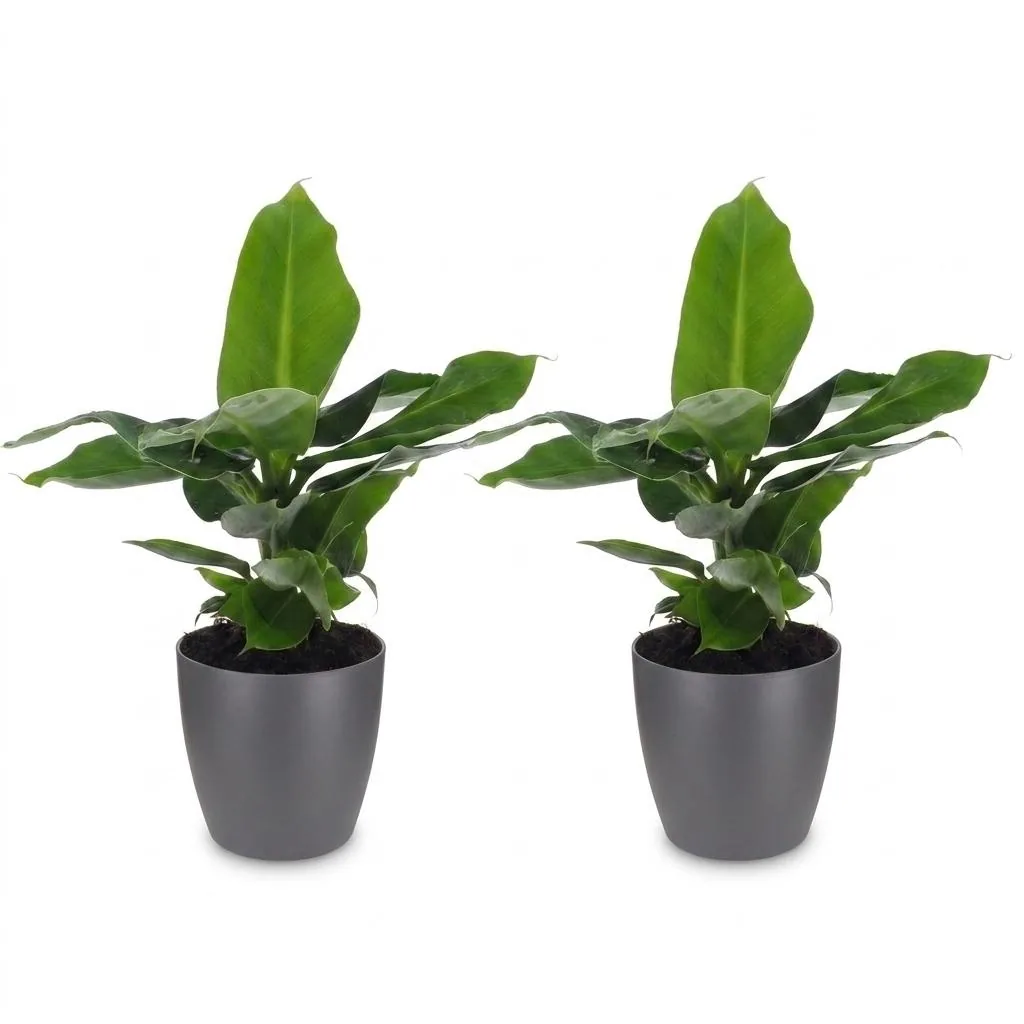Bananenpflanze 'Oriental Dwarf' 2er-Set (Musa) – pflegeleichte Zimmerpflanze, im grauen Übertopf, Topf-Ø 12 cm, Höhe ca. 30 cm