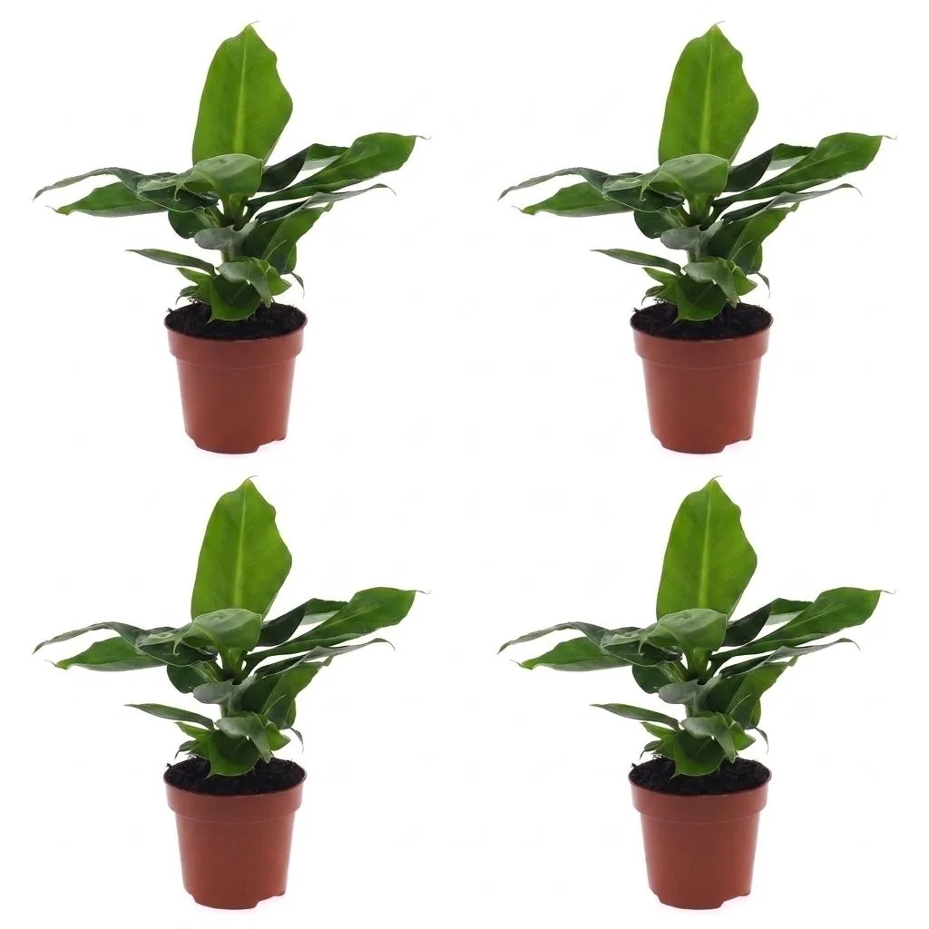 Bananenpflanze 'Oriental Dwarf' 4er-Set (Musa) – pflegeleichte Zimmerpflanze, Topf-Ø 12 cm, Höhe ca. 30 cm
