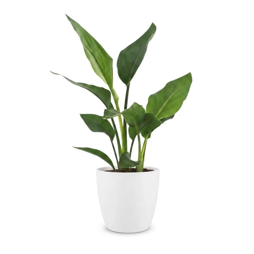 Paradiesvogelblume (Strelitzia reginae) – pflegeleichte Zimmerpflanze, im weißen Übertopf, Topf-Ø 12 cm, Höhe ca. 35 cm