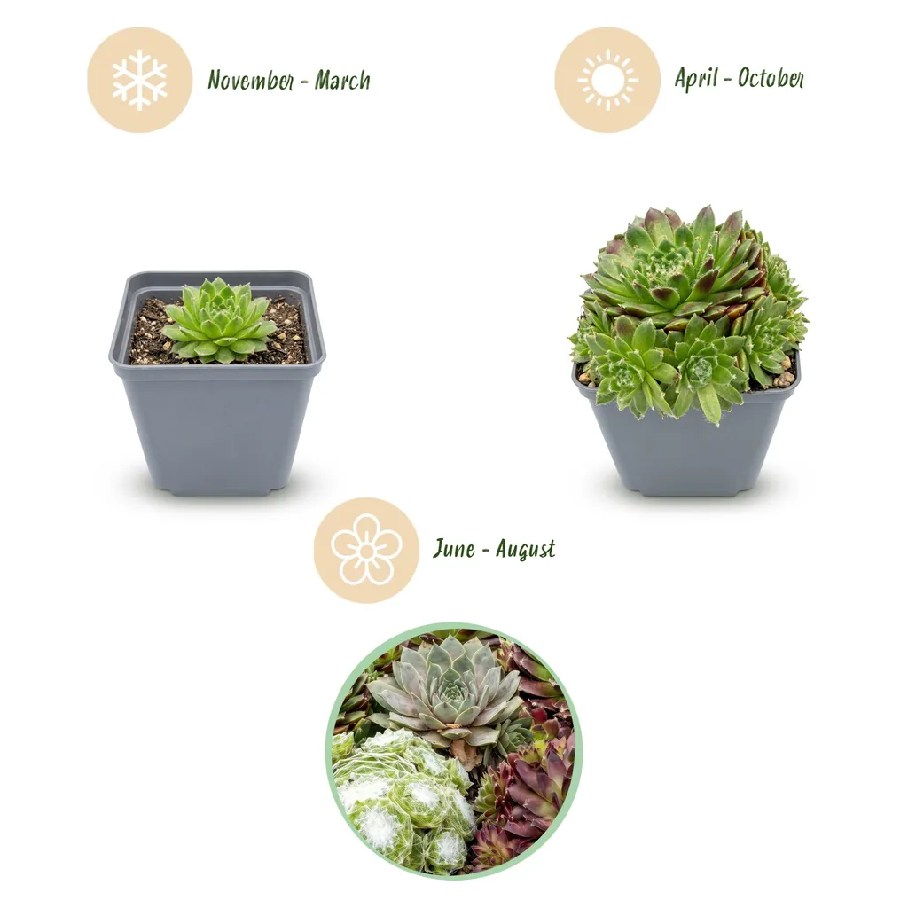 Hauswurz 'Big Sam' 12er-Set (Sempervivum) – pflegeleichte Zimmerpflanze, Topf-Ø 7 cm, Höhe ca. 10–12 cm