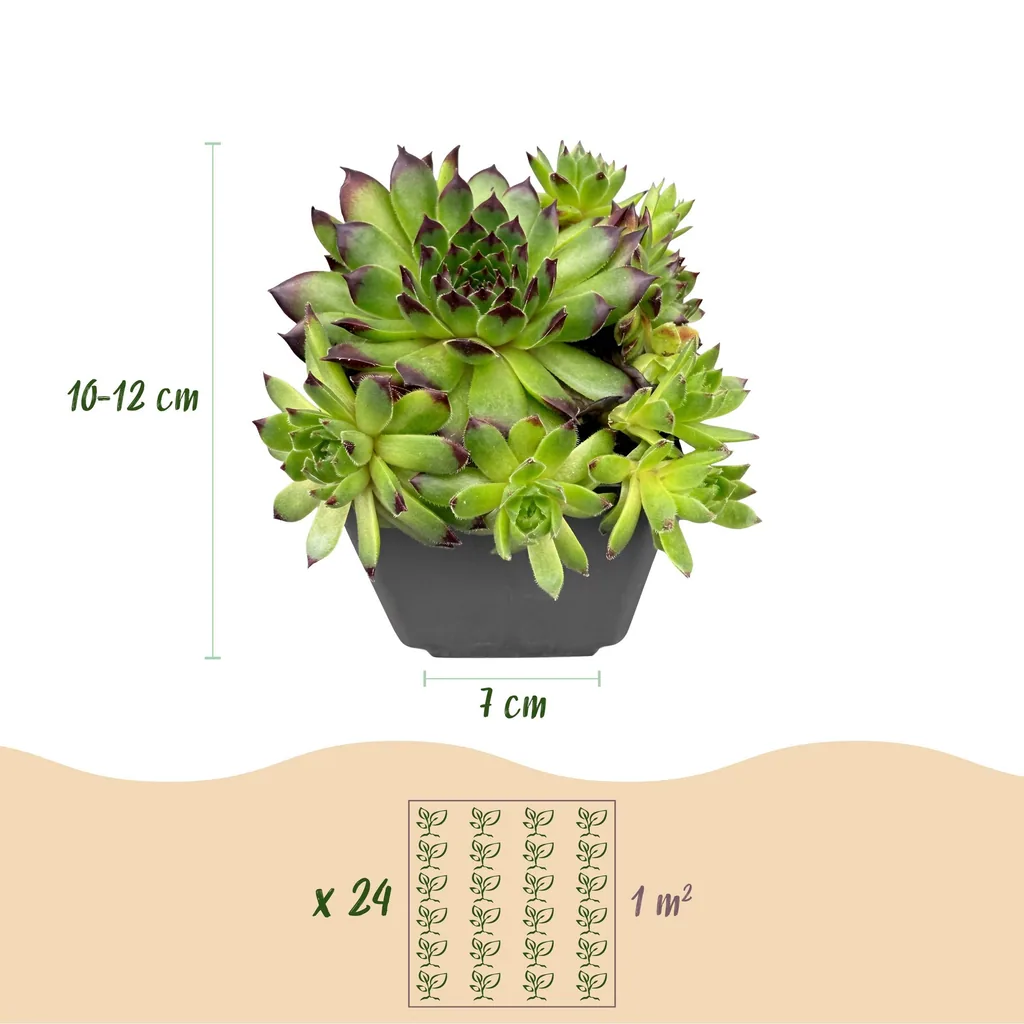 Hauswurz 'Big Sam' 24er-Set (Sempervivum) – pflegeleichte Zimmerpflanze, Topf-Ø 7 cm, Höhe ca. 10–12 cm
