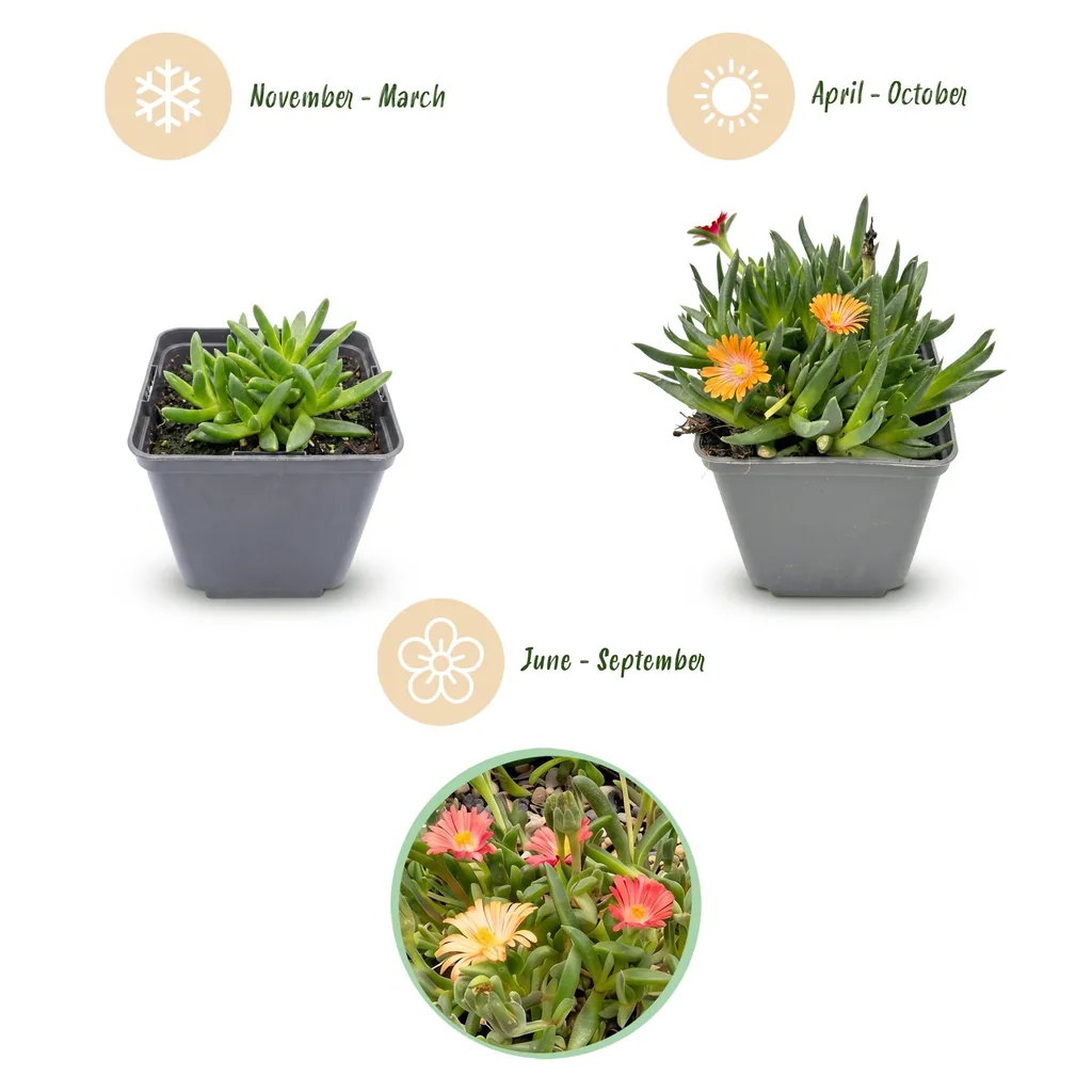 Mittagsblume 6er-Set (Delosperma cooperi) – winterharte Staude, Topf-Ø 7 cm, Höhe ca. 7 cm