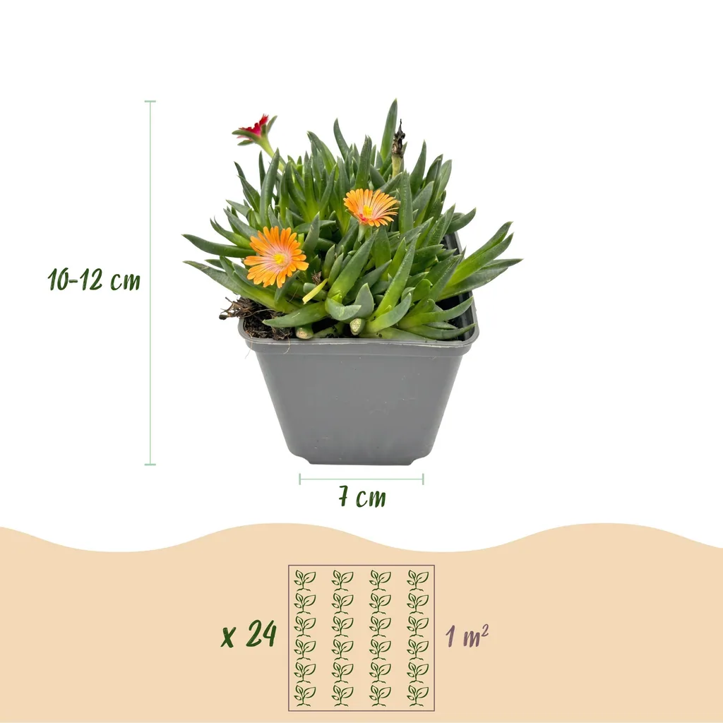 Mittagsblume 24er-Set (Delosperma cooperi) – winterharte Sukkulente, Topf-Ø 7 cm, Höhe ca. 7 cm