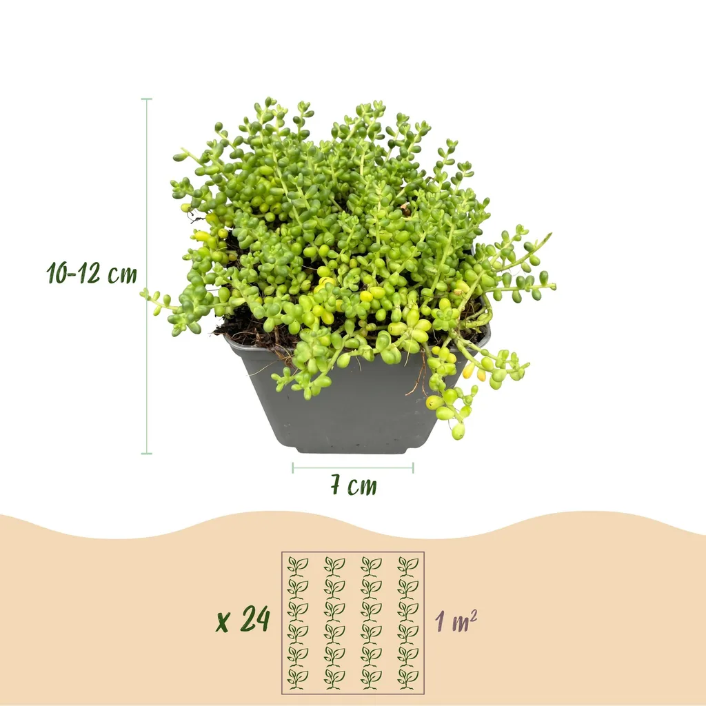 Alpenveilchen-Mix 6er-Set (Cyclamen) – winterharte Staude, Topf-Ø 7 cm, Höhe ca. 7 cm