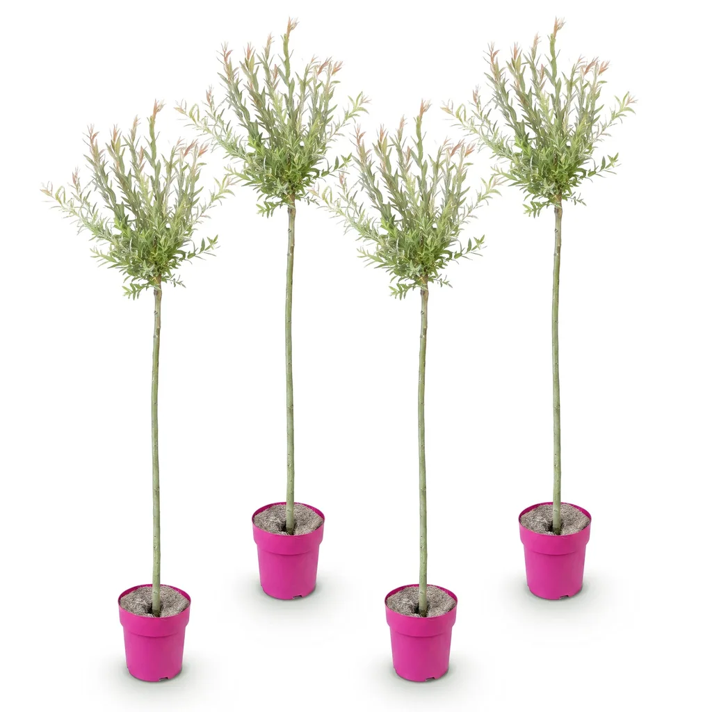 Weide 'Flamingo' 4er-Set (Salix) – winterhartes Laubgehölz, Topf-Ø 23 cm, Höhe ca. 140–160 cm