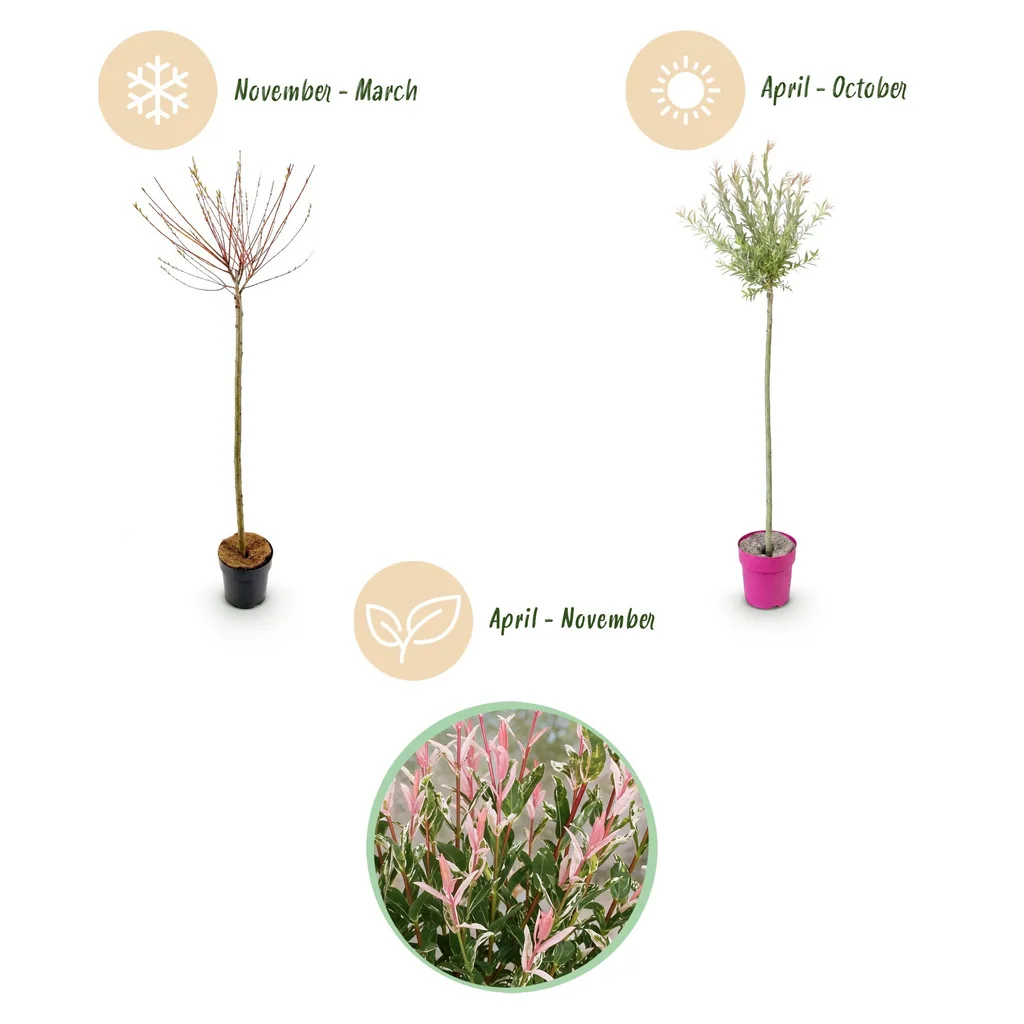 Weide 'Flamingo' 4er-Set (Salix) – winterhartes Laubgehölz, Topf-Ø 23 cm, Höhe ca. 140–160 cm