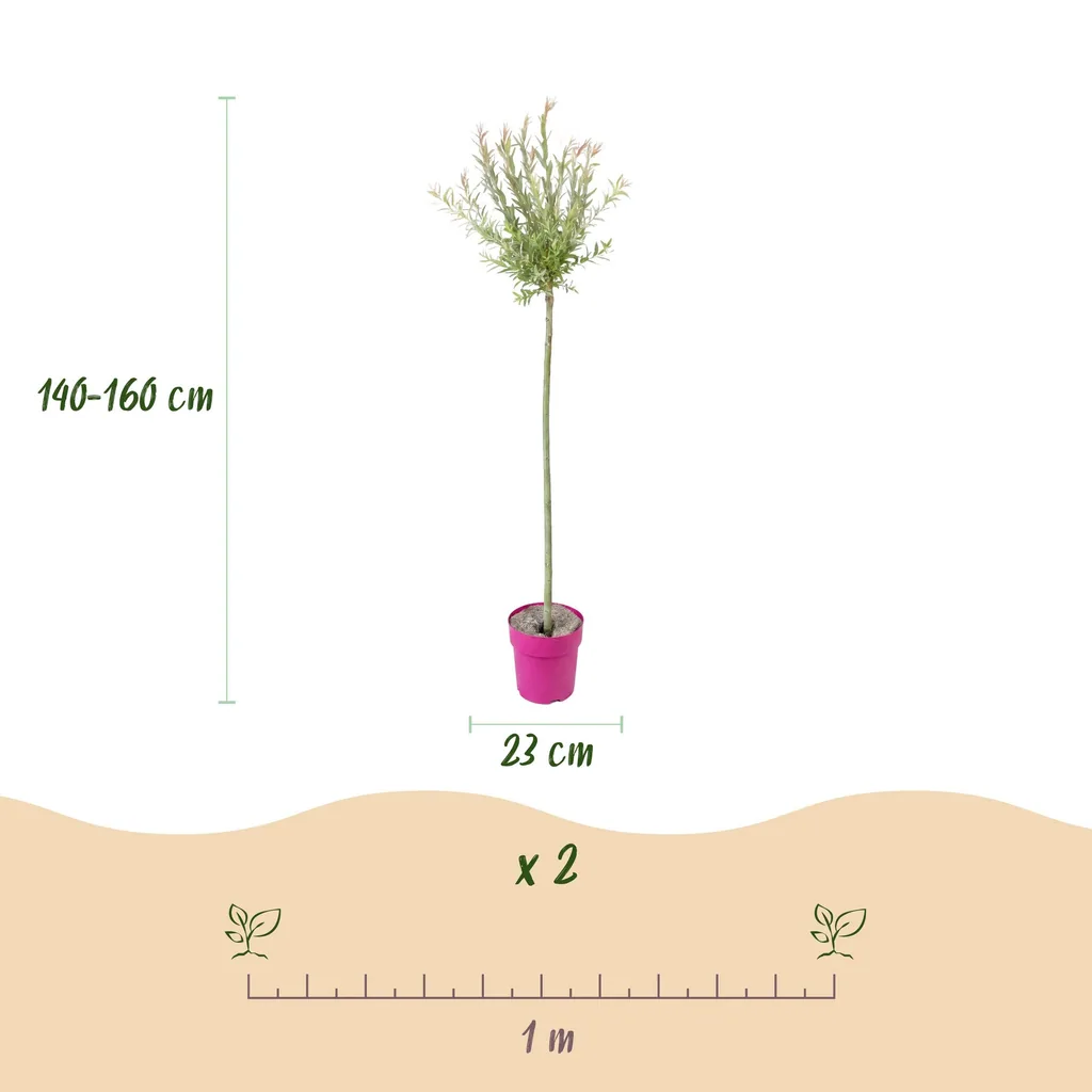 Weide 'Flamingo' 4er-Set (Salix) – winterhartes Laubgehölz, Topf-Ø 23 cm, Höhe ca. 140–160 cm