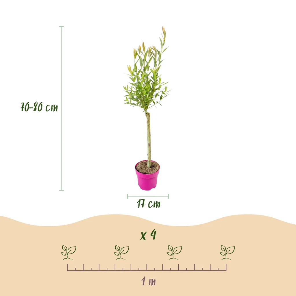 Weide 'Flamingo' 2er-Set (Salix) – winterhartes Laubgehölz, Topf-Ø 17 cm, Höhe ca. 70–80 cm