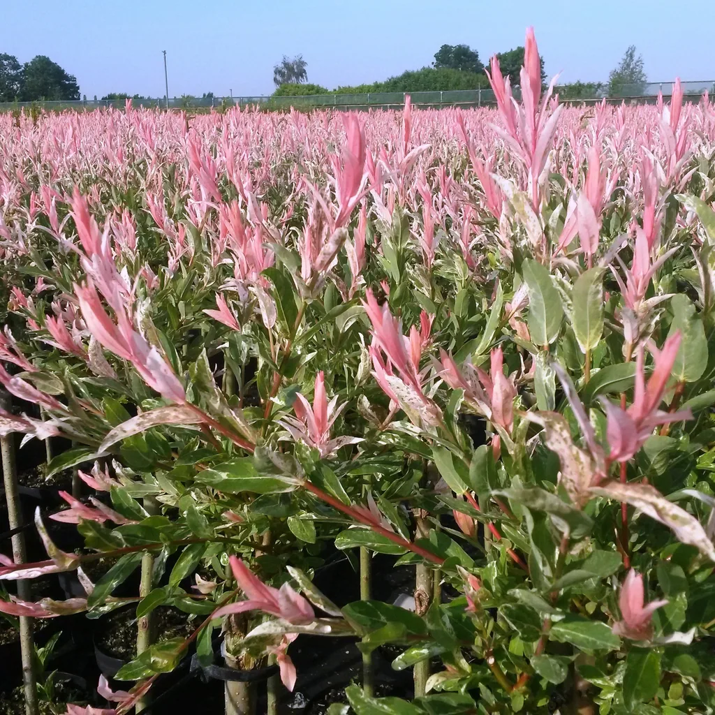 Weide 'Flamingo' 2er-Set (Salix) – winterhartes Laubgehölz, Topf-Ø 17 cm, Höhe ca. 70–80 cm