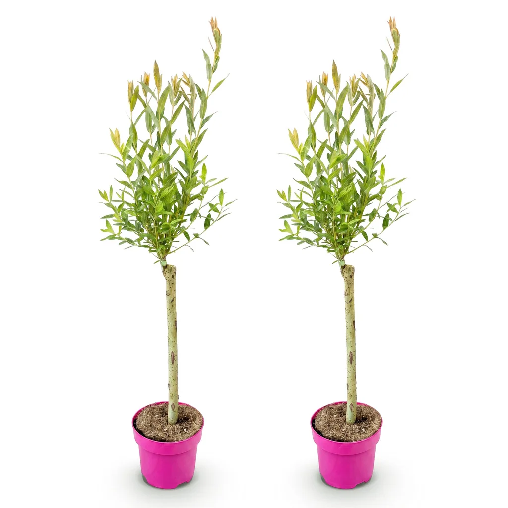 Weide 'Flamingo' 2er-Set (Salix) – winterhartes Laubgehölz, Topf-Ø 17 cm, Höhe ca. 70–80 cm