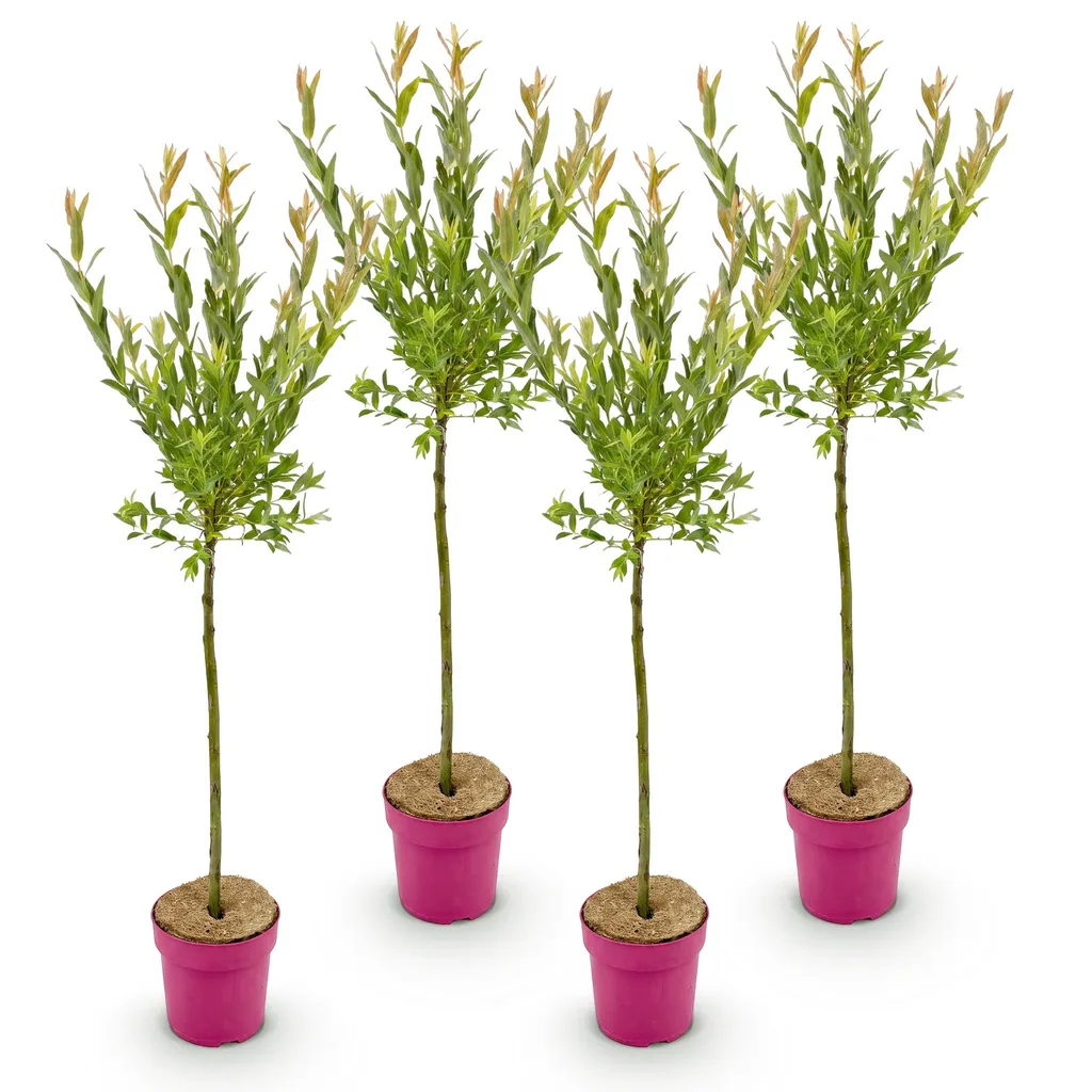 Weide 'Flamingo' 4er-Set (Salix) – winterhartes Laubgehölz, Topf-Ø 19 cm, Höhe ca. 90–100 cm