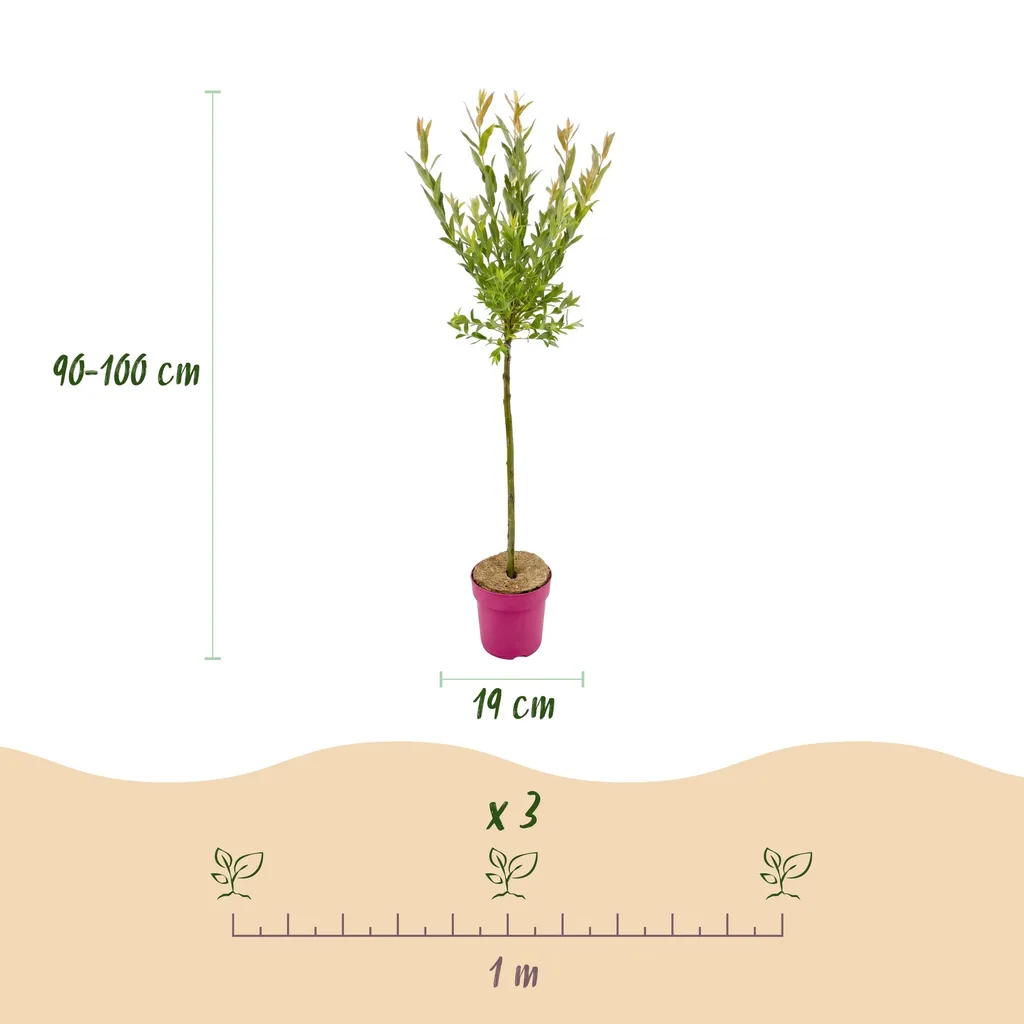 Weide 'Flamingo' 4er-Set (Salix) – winterhartes Laubgehölz, Topf-Ø 19 cm, Höhe ca. 90–100 cm