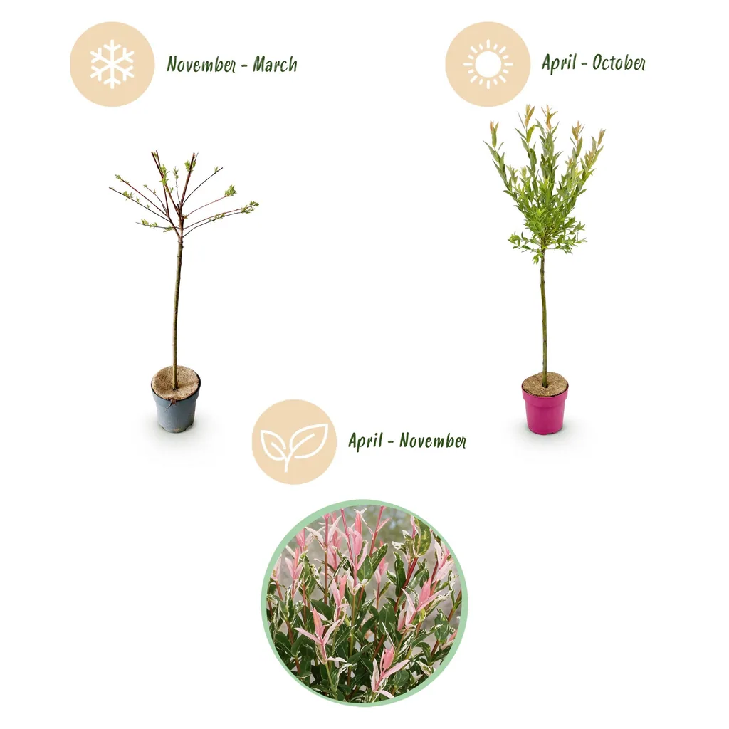 Weide 'Flamingo' 4er-Set (Salix) – winterhartes Laubgehölz, Topf-Ø 19 cm, Höhe ca. 90–100 cm