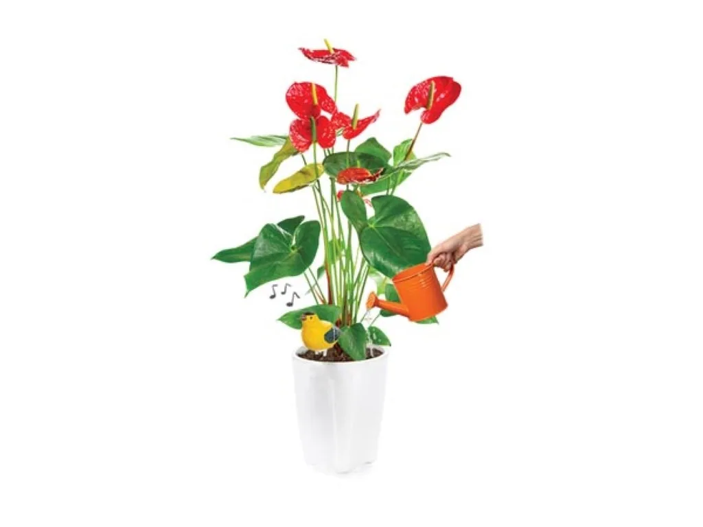 Display mit 4 verschiedenen Trockenheitsanzeigern, 20 Stück, Fink, Blauhäher, Rotkehlchen, Frosch, Feuchtigkeitssensor, Lichtsensor