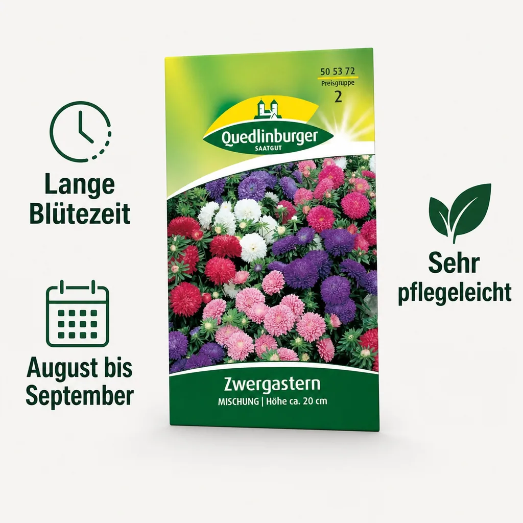Zwergastern, Mischung, Bunte Astern für Garten & Balkon
