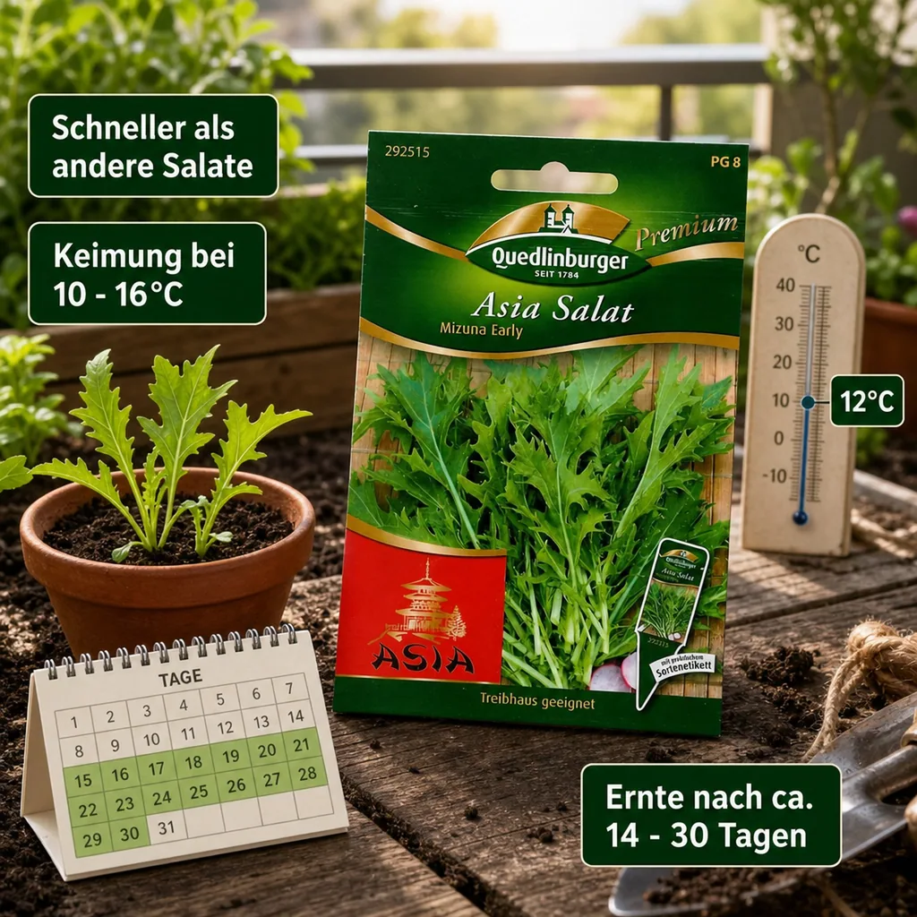 Asiasalat, Mizuna Salat, Salatsamen, Blattgemüse, Early