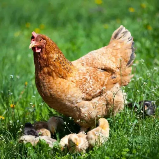 Hühnerfutter 25 kg Premium Legemehl PLUS mit Oregano - Geflügelfutter für Hühner, Gänse, Enten