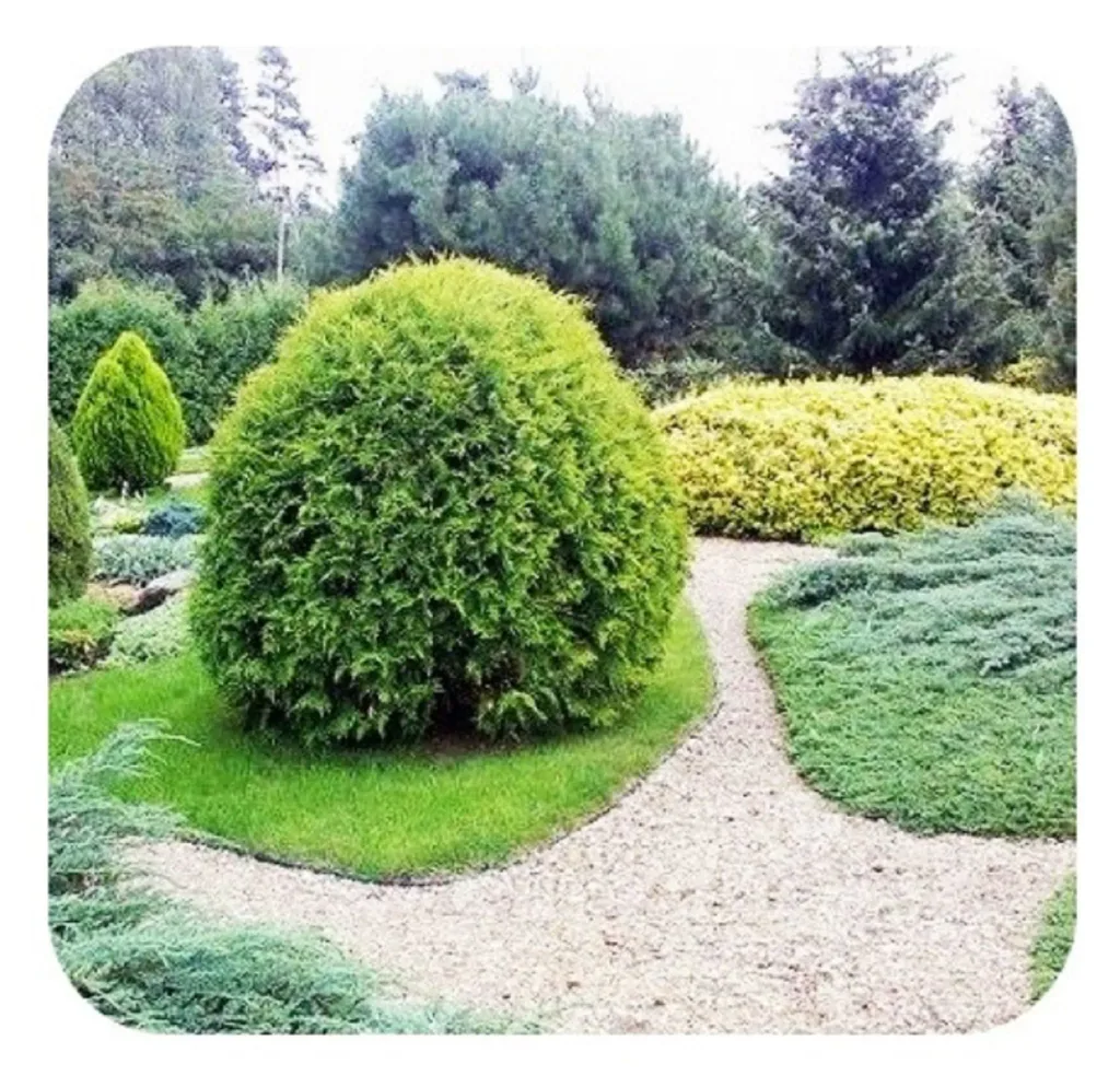 Rasenkantenband aus Kunststoff 10cm x 6m | Rasenkanten | Beeteinfassung | Beetumrandung | Beetbegrenzungen