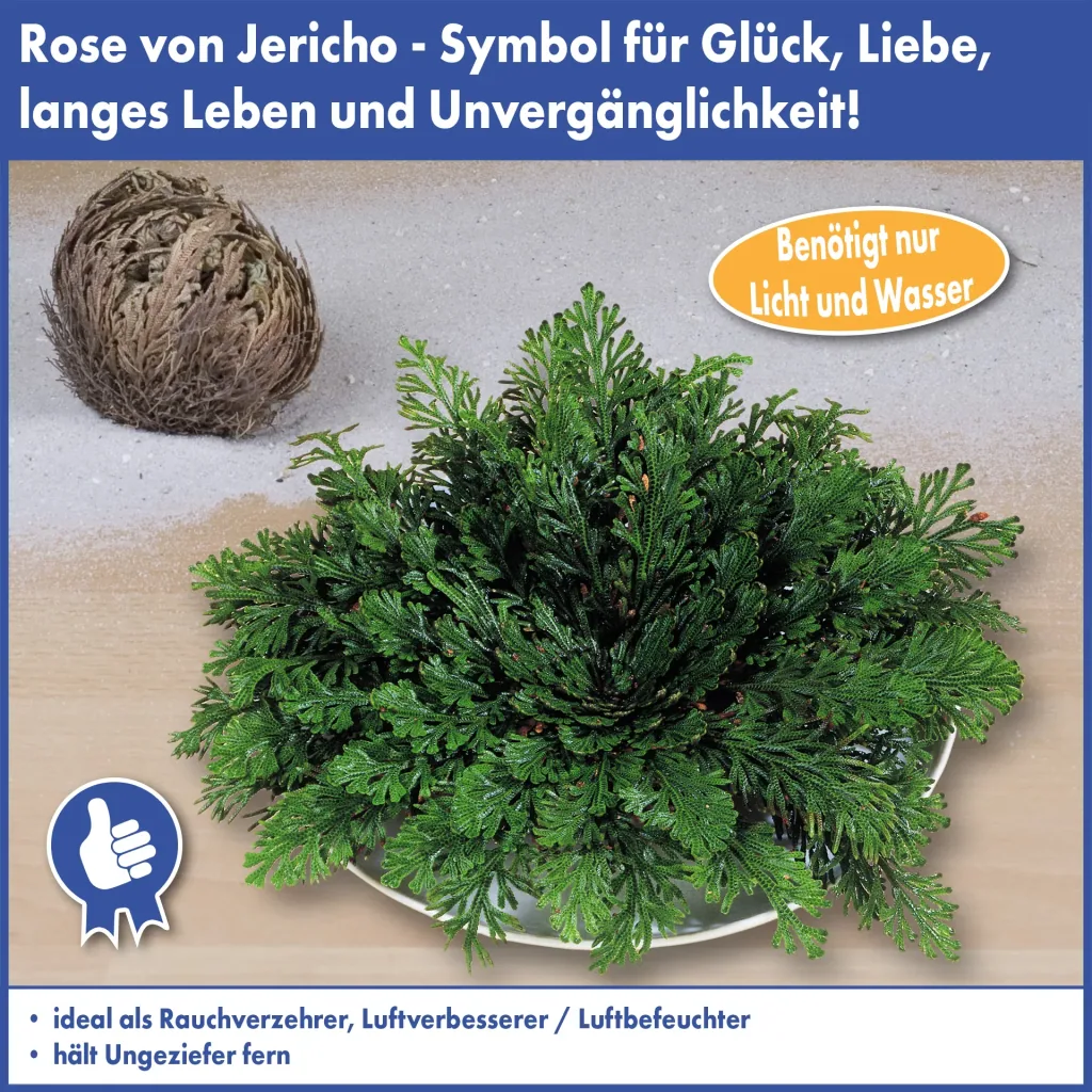 Rose von Jericho