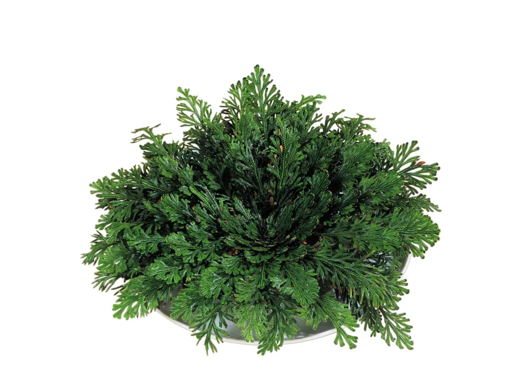 Rose von Jericho