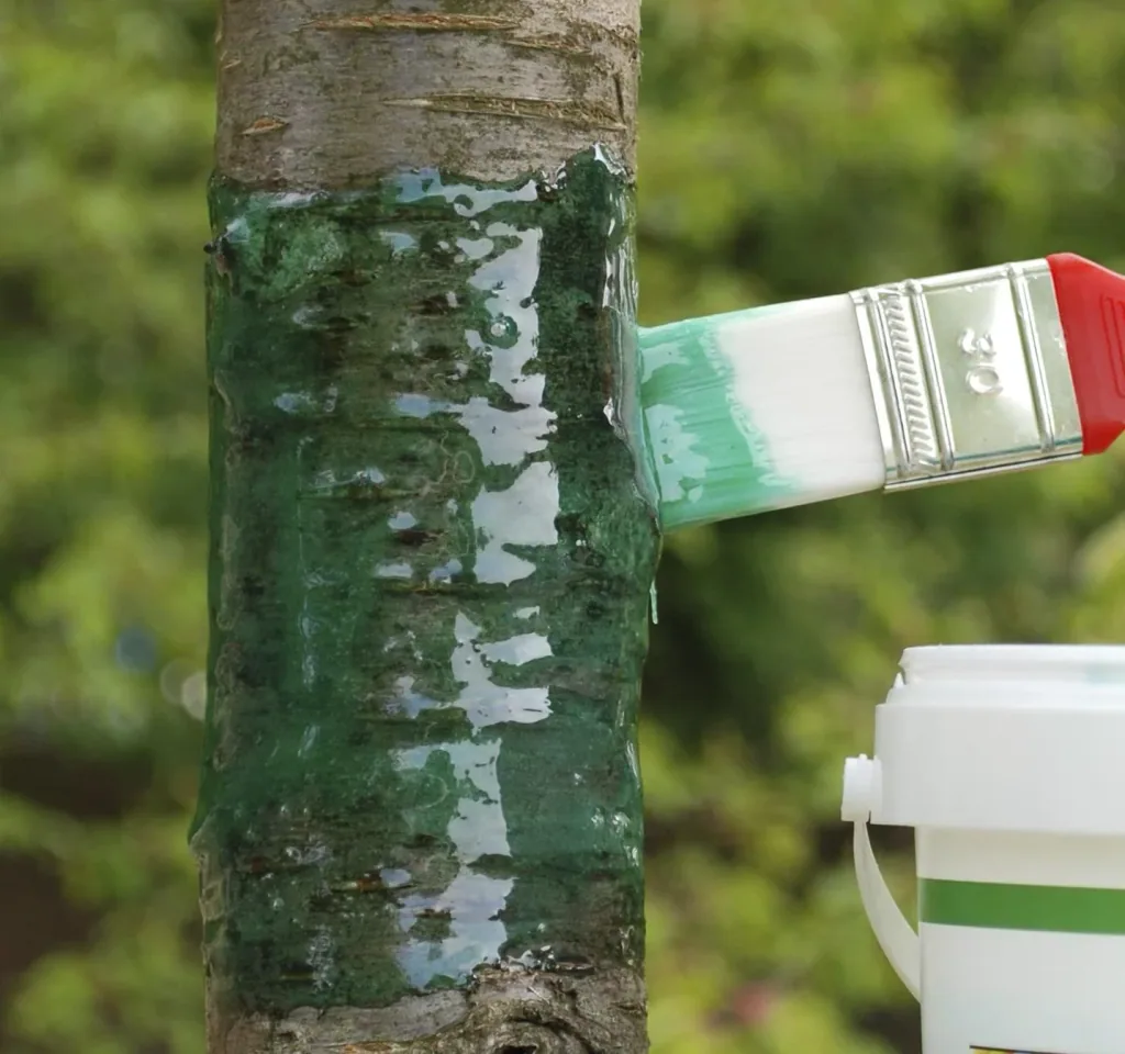 Raupenleim gegen Birnen - Knospenstecher, Schneespanner 500 g
