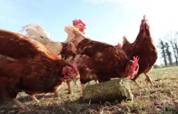 Wiesen-Pickstangen 4 Stück, 3,5 kg