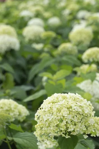 Waldhortensie Hydrangea arborescens. Annabelle (Proven Winners) - 12 L Topf 80-100 cm