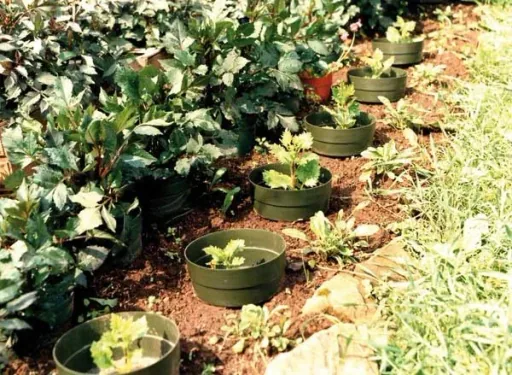 Bewässerungsring "Aquaring", 20 cm, grün - 15er Set