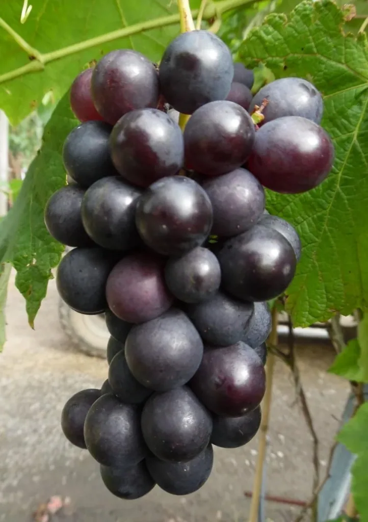 Weinrebe 'Venus' (Vitis vinifera) – winterharte Kletterpflanze, im 3,5-L-Container