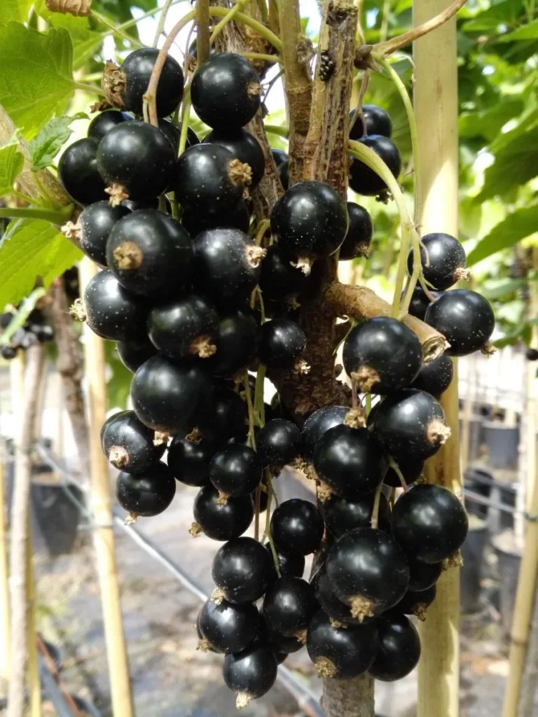 Johannisbeere schwarz 'Ben Lomond' (Ribes nigrum) – winterharte Beerenobst-Pflanze, als Busch, im 3,5-L-Container