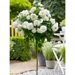 Flower-up Standard Rosen XXL Weiß - 120-140 Cm - 3 Stück