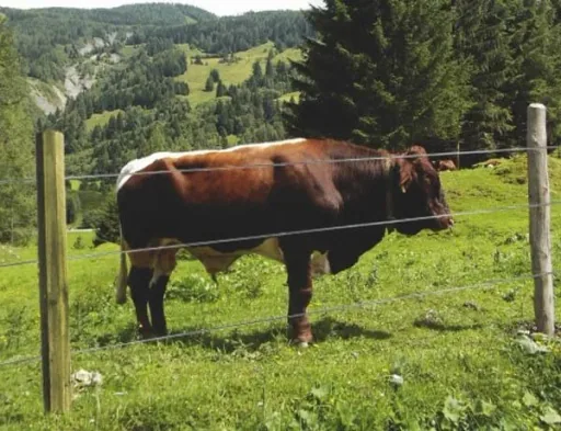 Holz Zaunpfähle 8 x 180 cm, 30 Stück - ideal für den Zaunbau