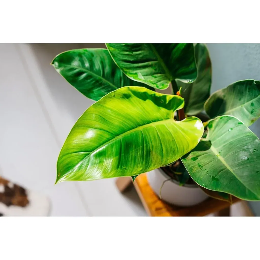 Aufblühender Philondendron Imperial Grün Groß - 50-60 Cm - 2 Stück