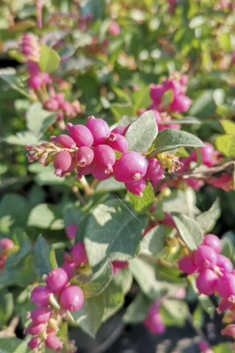 Schneebeere, Symphoricarpos door. "Magical Candy'", 4,6 Liter Topf, 50-60 cm hoch, 3er-Set