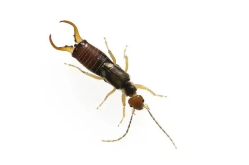 Insektenhotel XXL