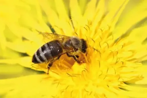Insektenhotel XXL