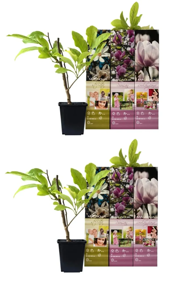 Magnolie 6er-Set (Magnolia) – Zierstrauch, Höhe ca. 30–40 cm
