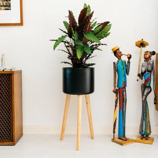Aufblühende Pfauenpflanze - Calathea Rufibarba - Groß - 50-60Cm - 2 Stück
