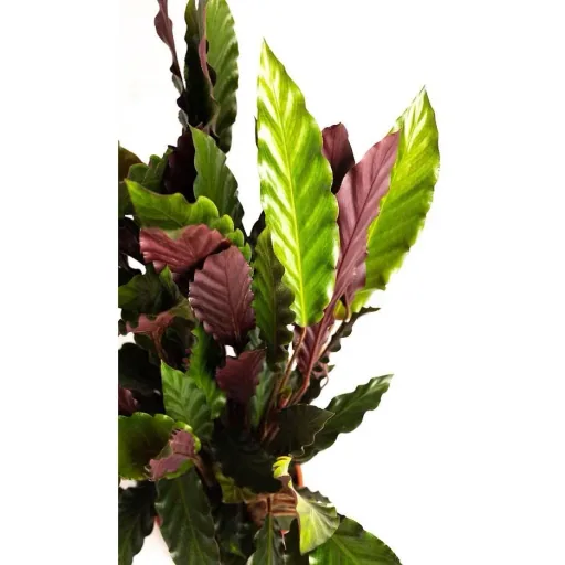 Aufblühende Pfauenpflanze - Calathea Rufibarba - Groß - 50-60Cm - 2 Stück