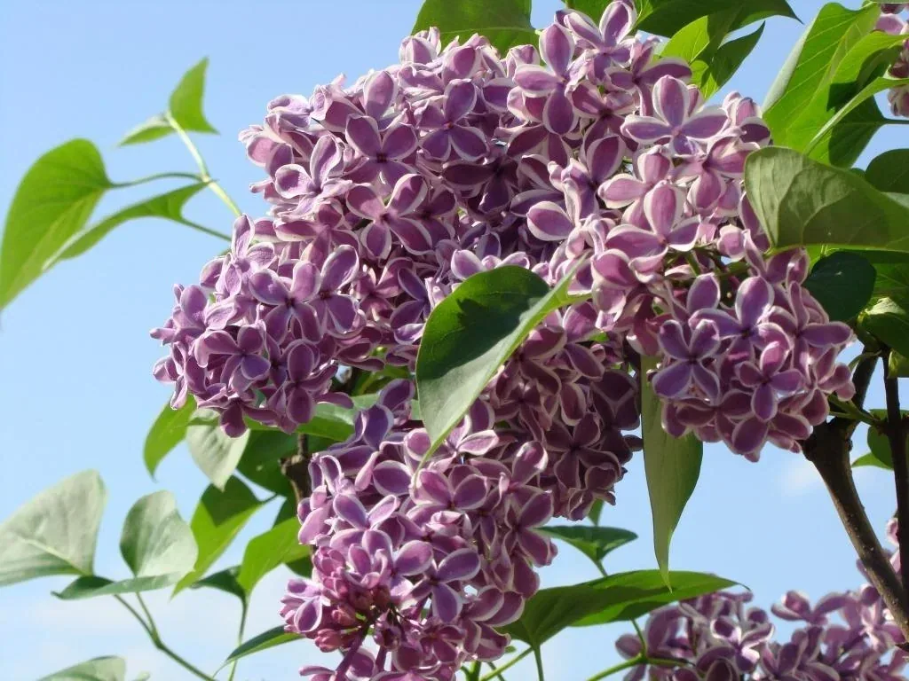 Edelflieder Sensation - Syringa vulg. - 12 L Topf 80-100 cm