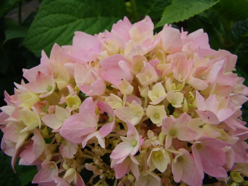 Hortensie "Endless Summer", rosa, 5 Liter Topf