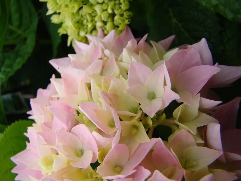 Hortensie "Endless Summer", rosa, 5 Liter Topf
