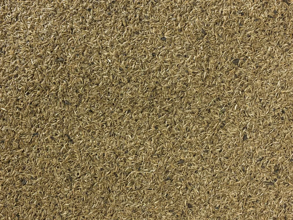 TerraVital Bequem&Wohlfühl Rasen Samen Mix - 3 kg